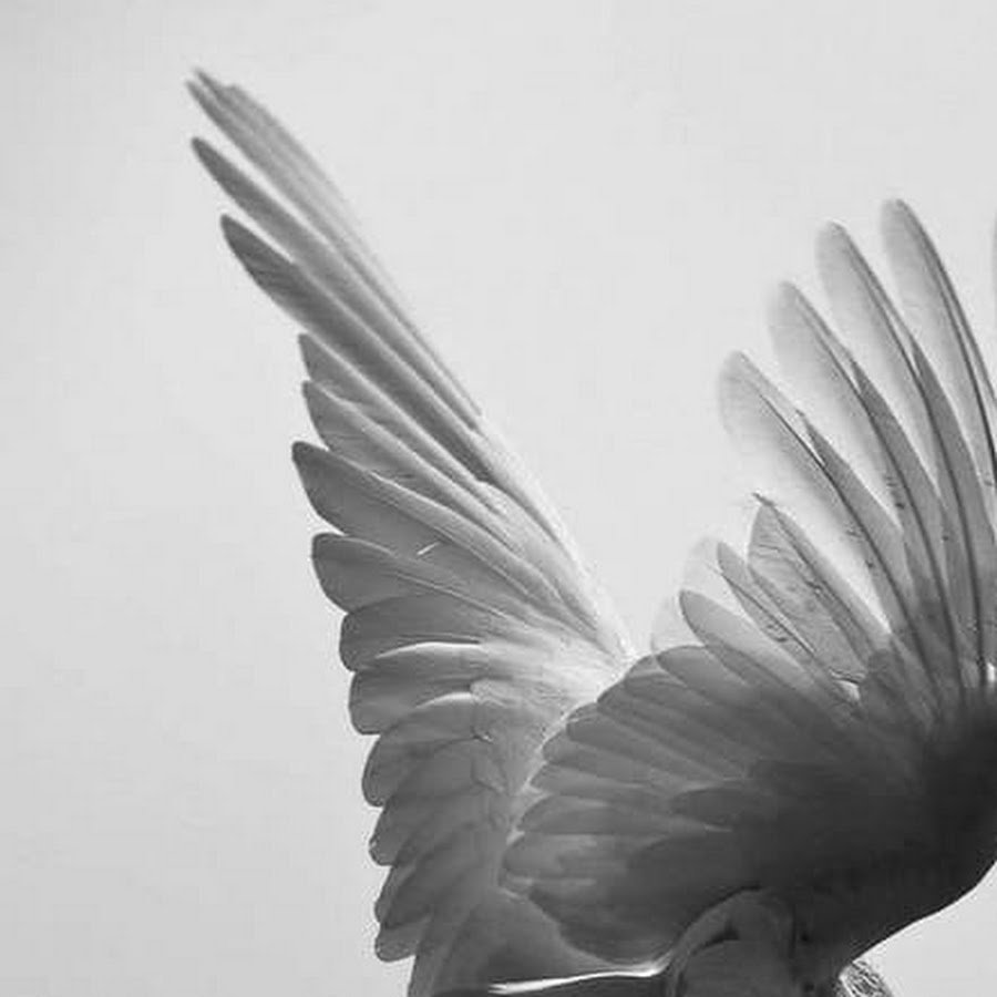 Голубь Эстетика