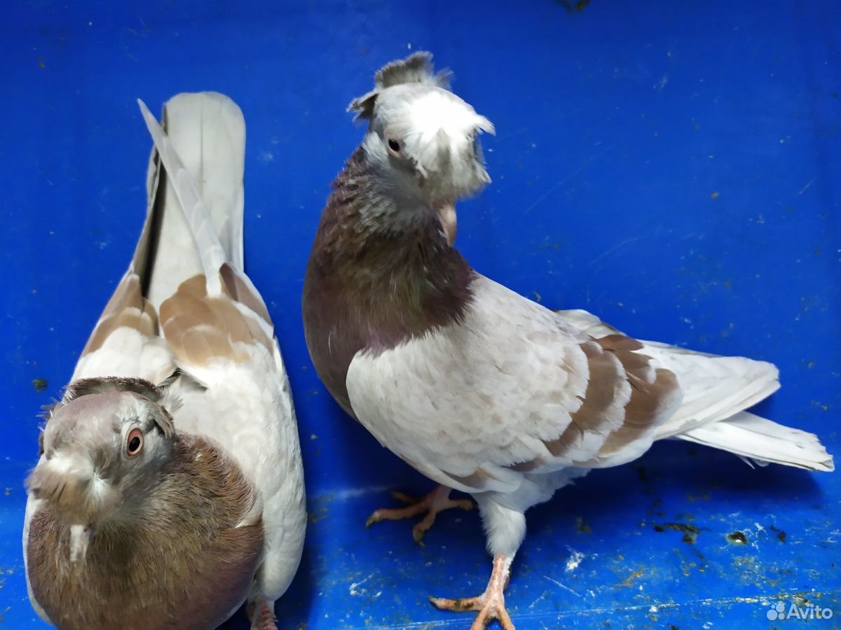 Двухчубые голоногие голуби