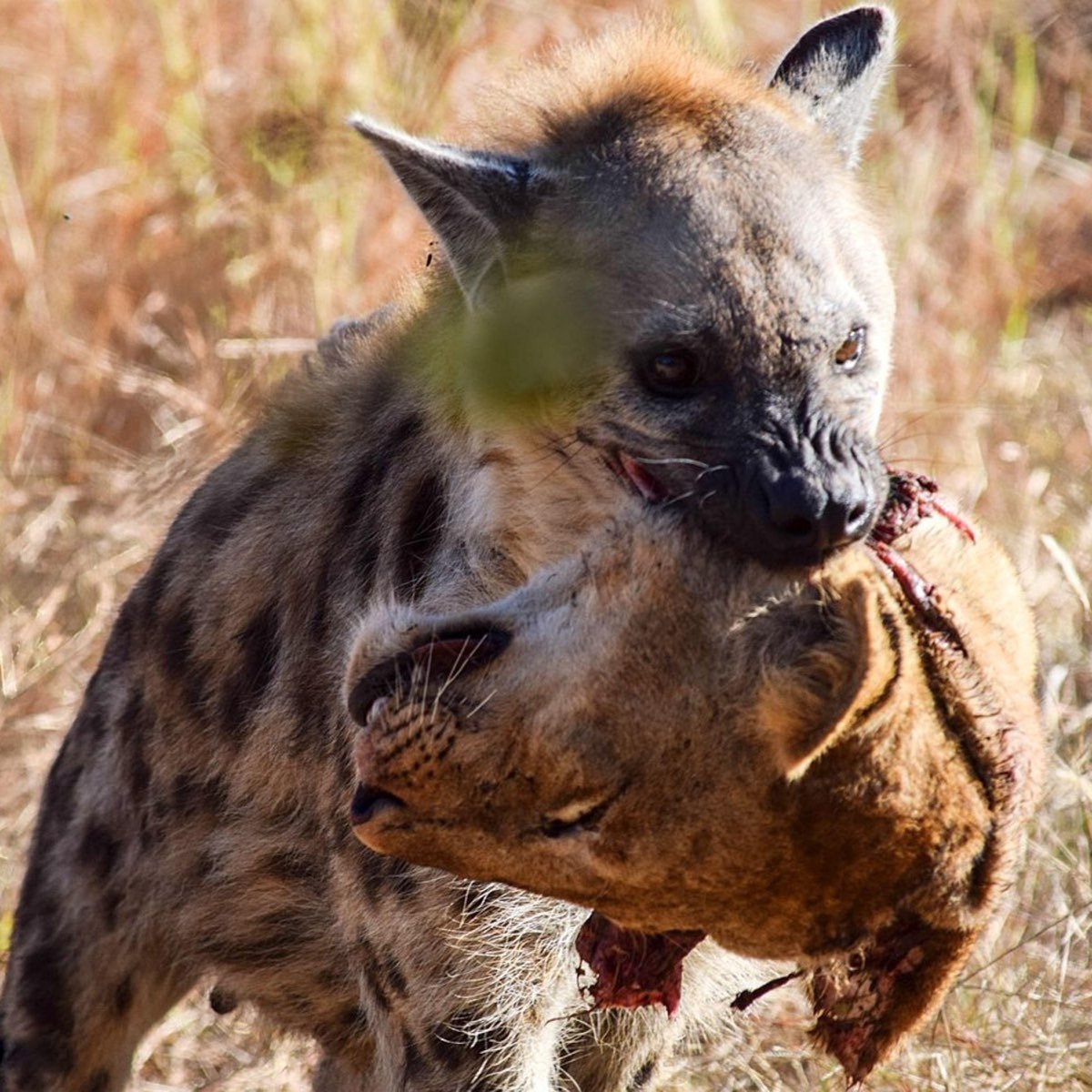 Чихуахуа гиена