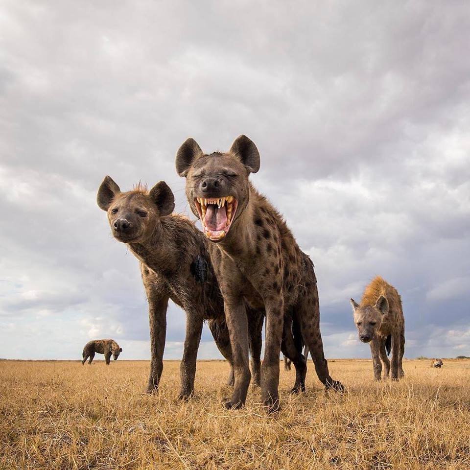 Гиена Африканская