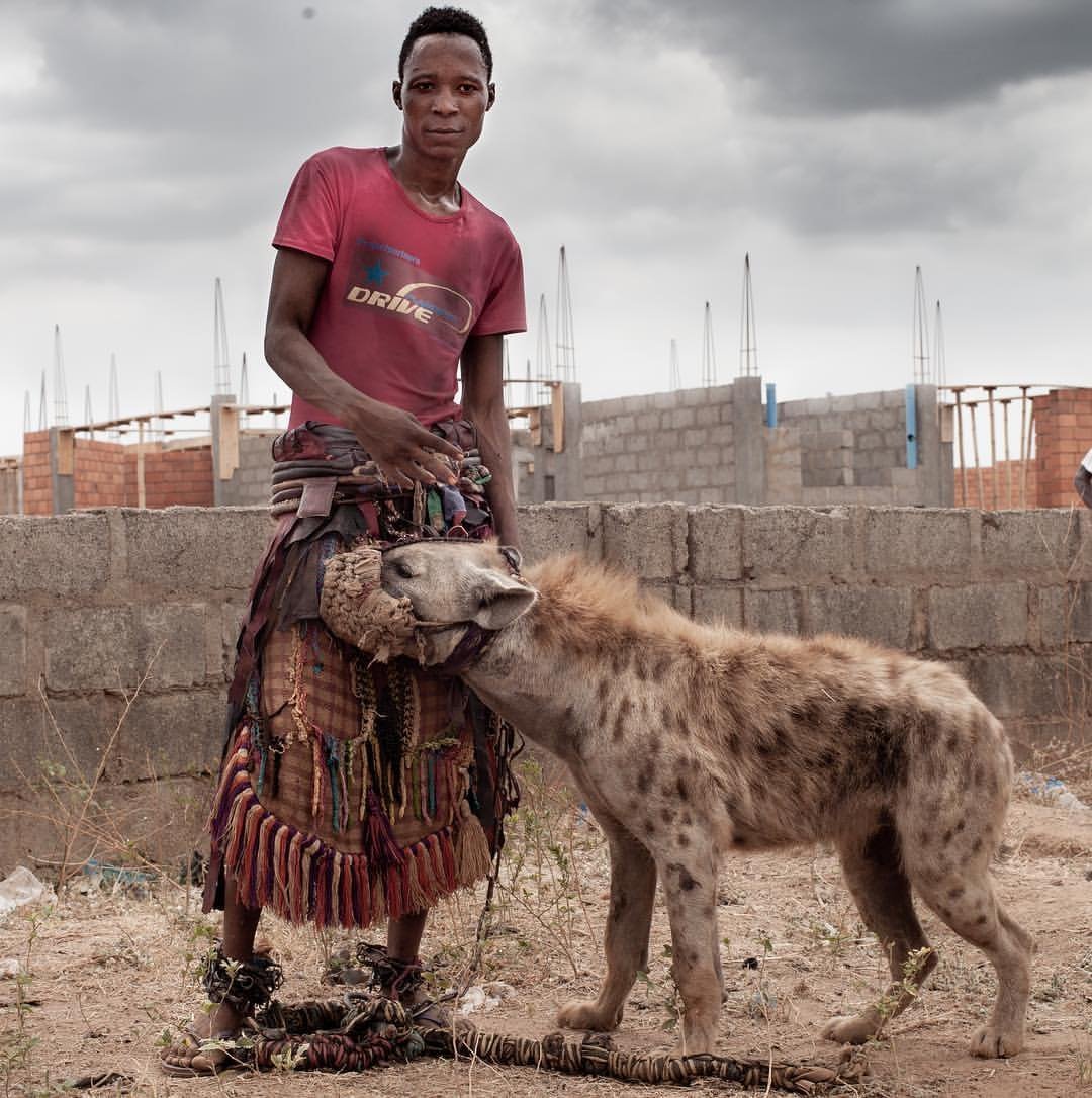 Пятнистая гиена домашняя