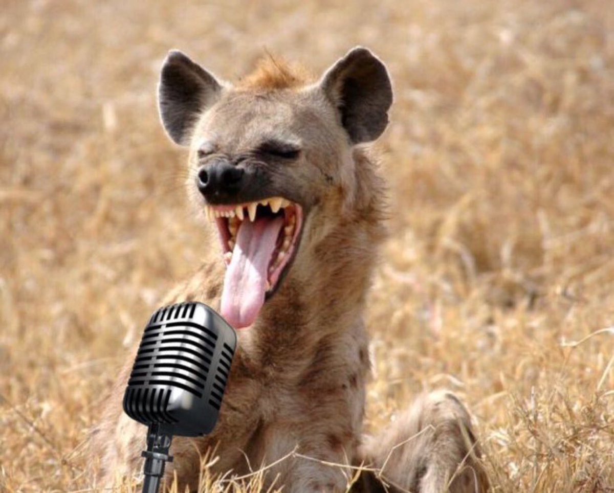 Гиена Африканская