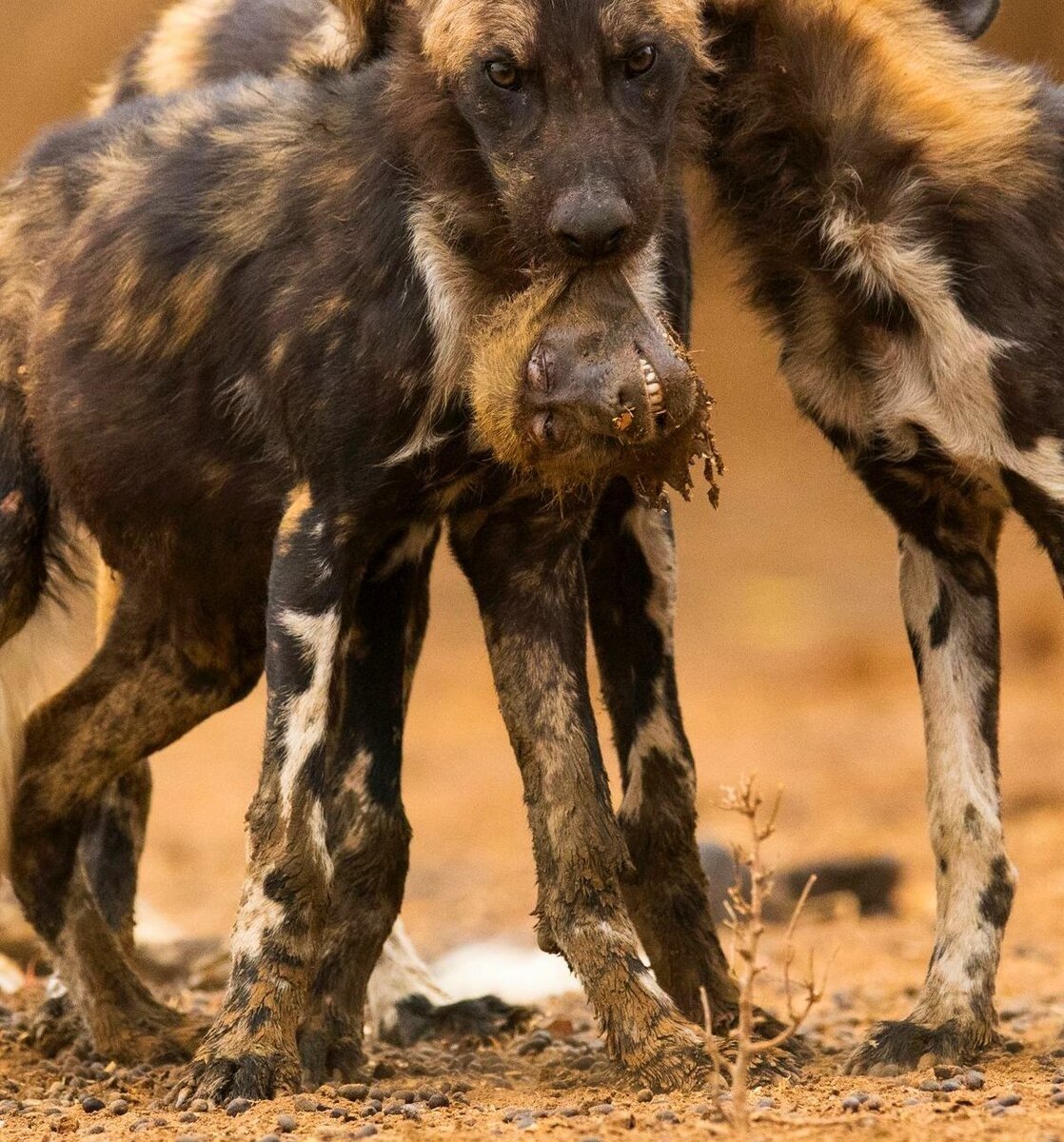 Гиеновидная собака и гиена