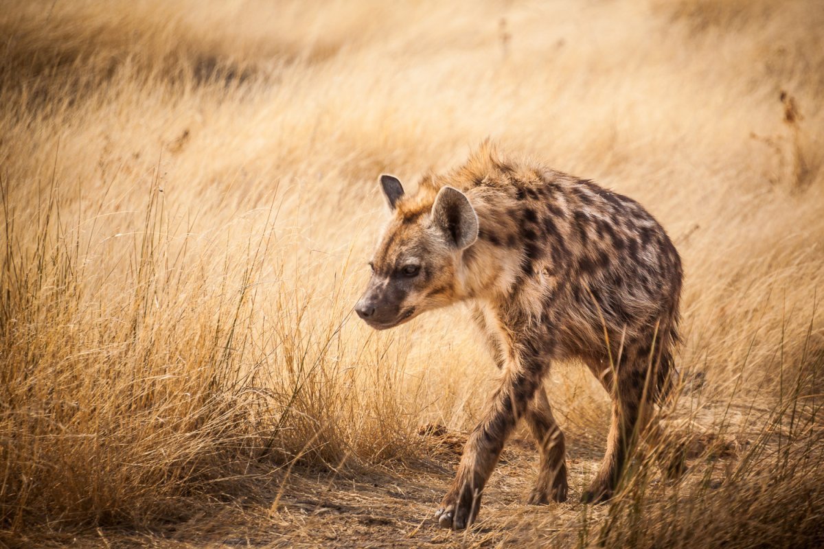 Гиены Гиеновые