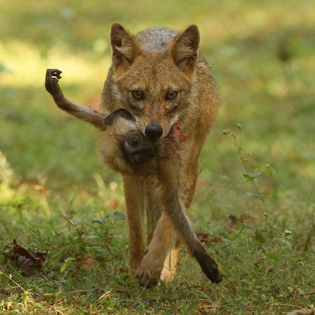 Шакал камышовый
