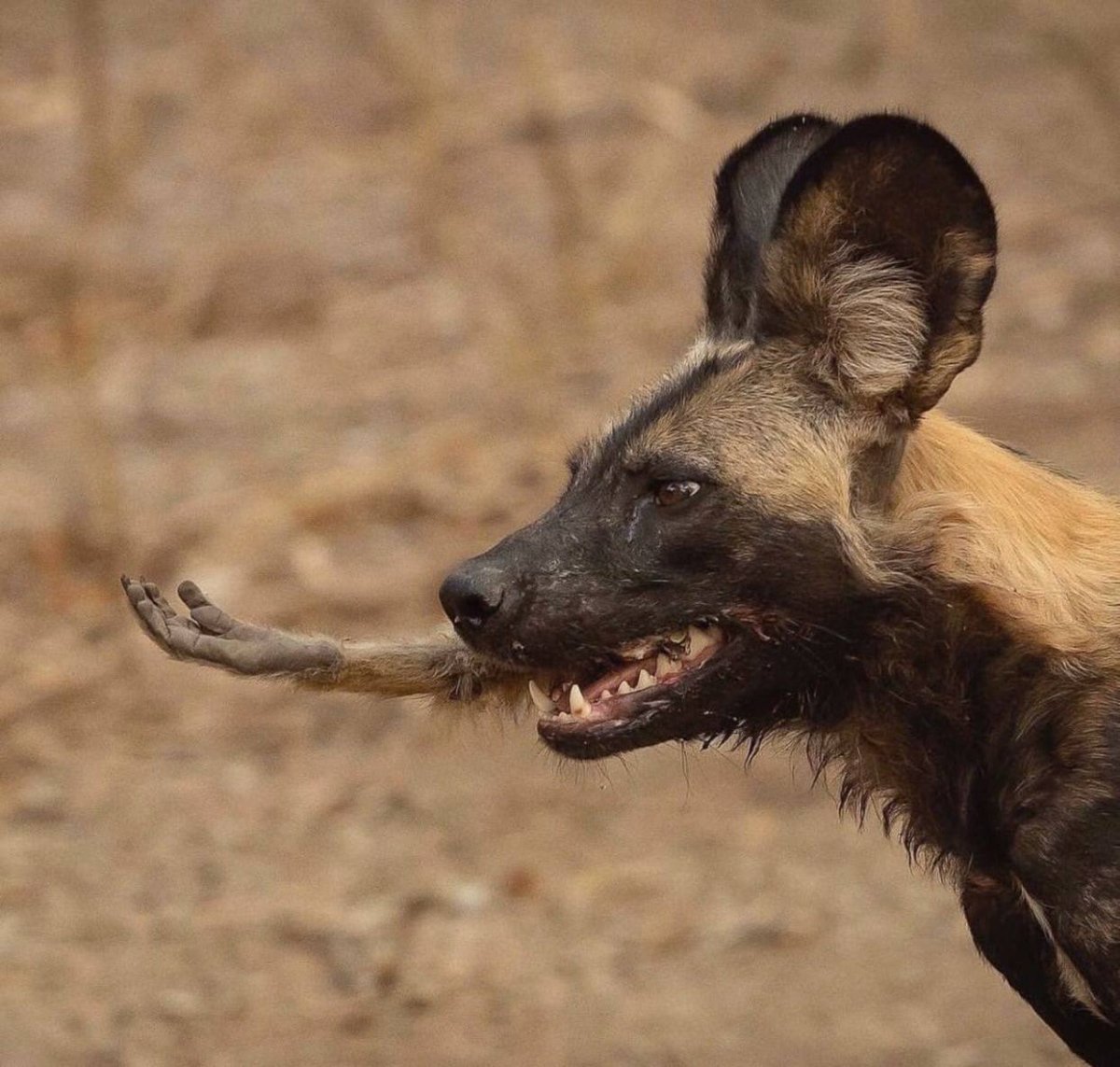 Гиеновидная гиена