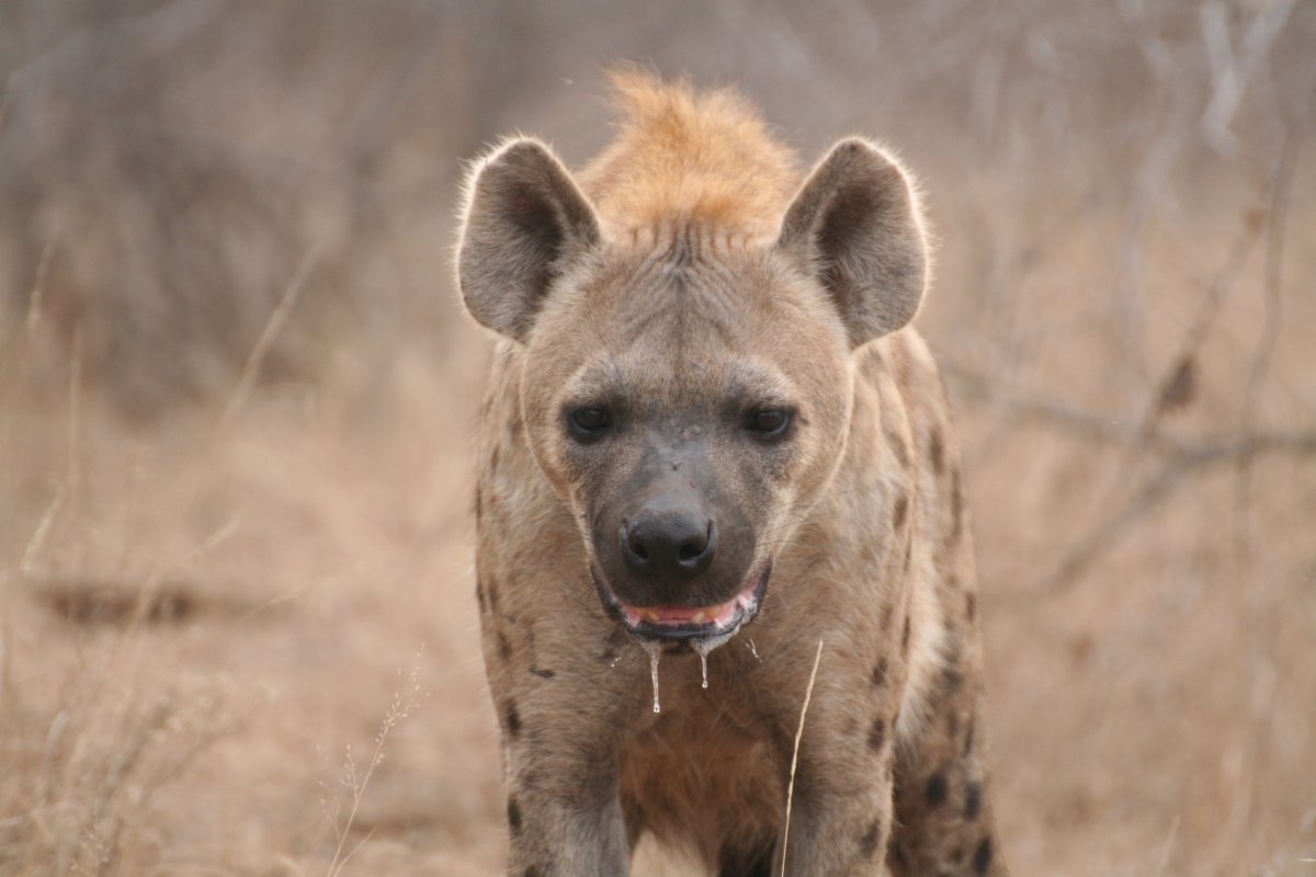 Сумчатая гиена