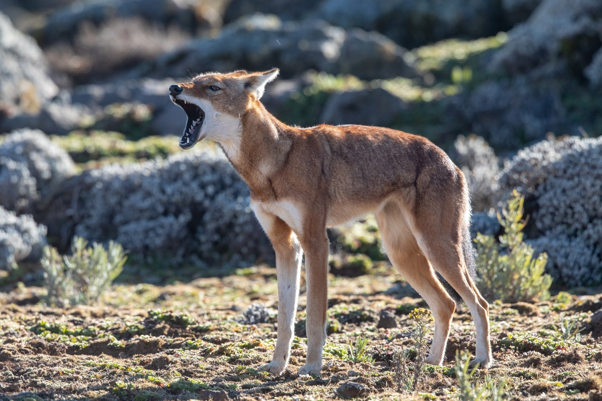 Эфиопский Шакал (canis simensis)