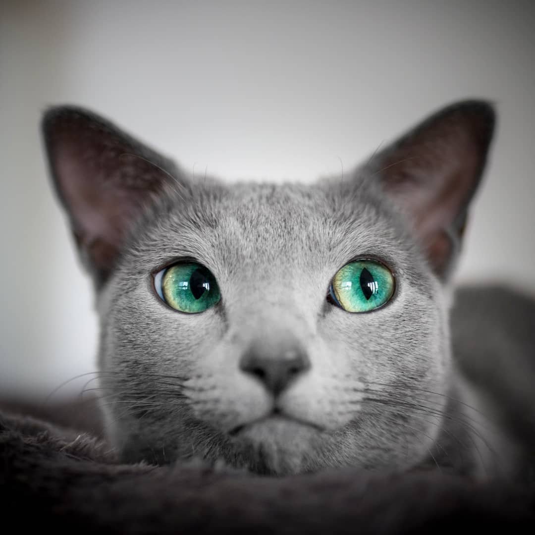 Алтайская голубоглазая кошка о породе