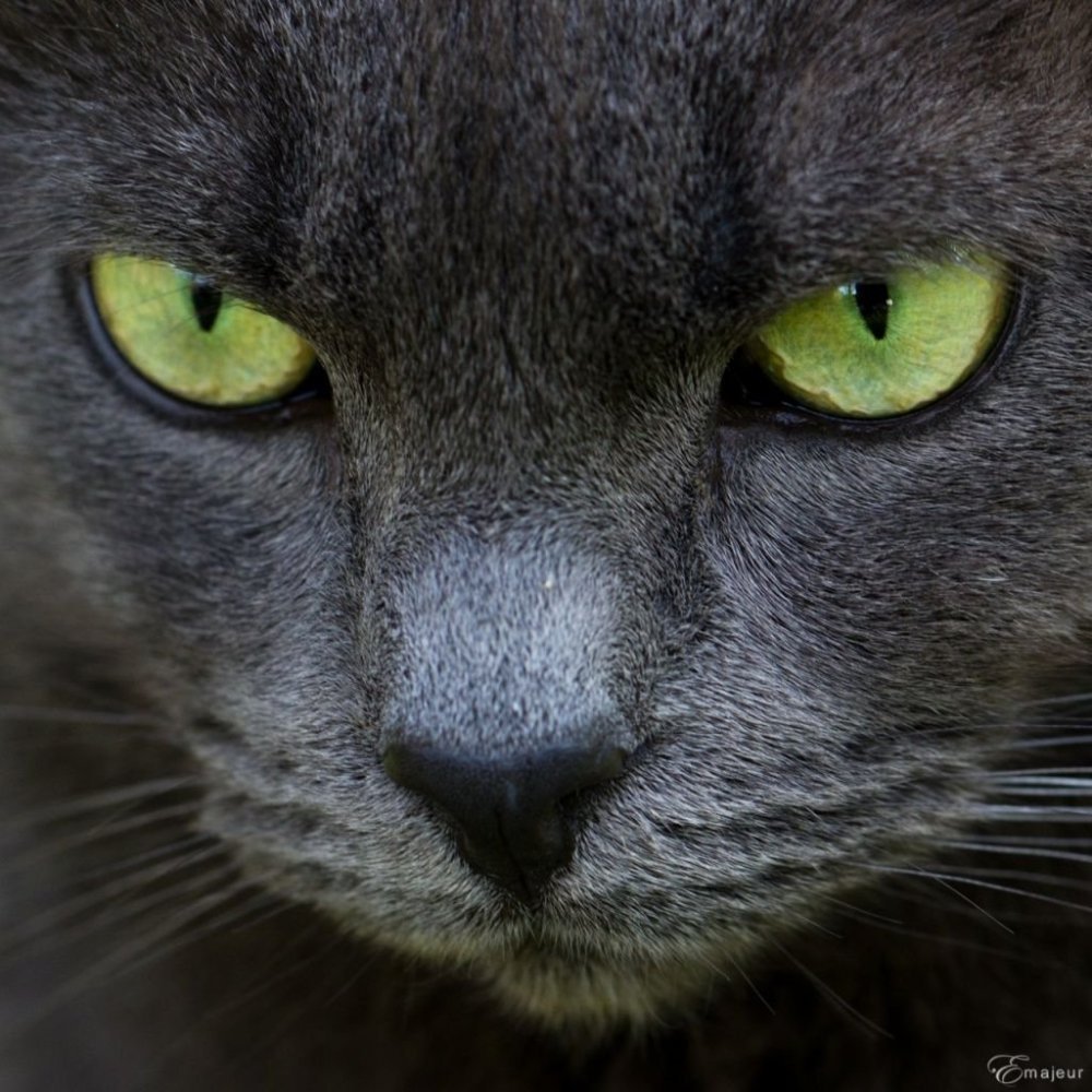 Серая кошечка с зелеными глазами