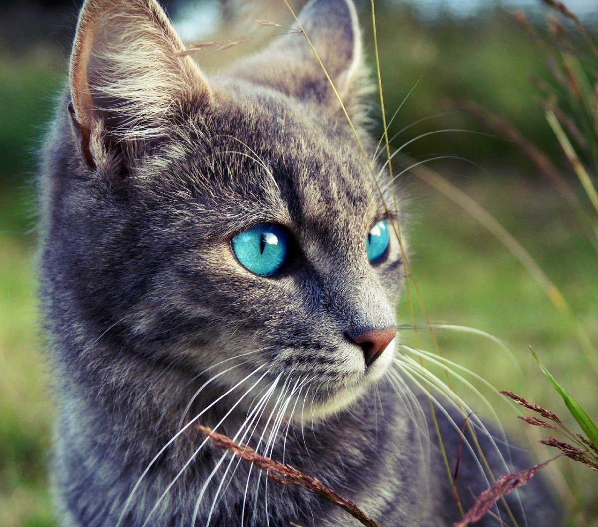 Красивый кот