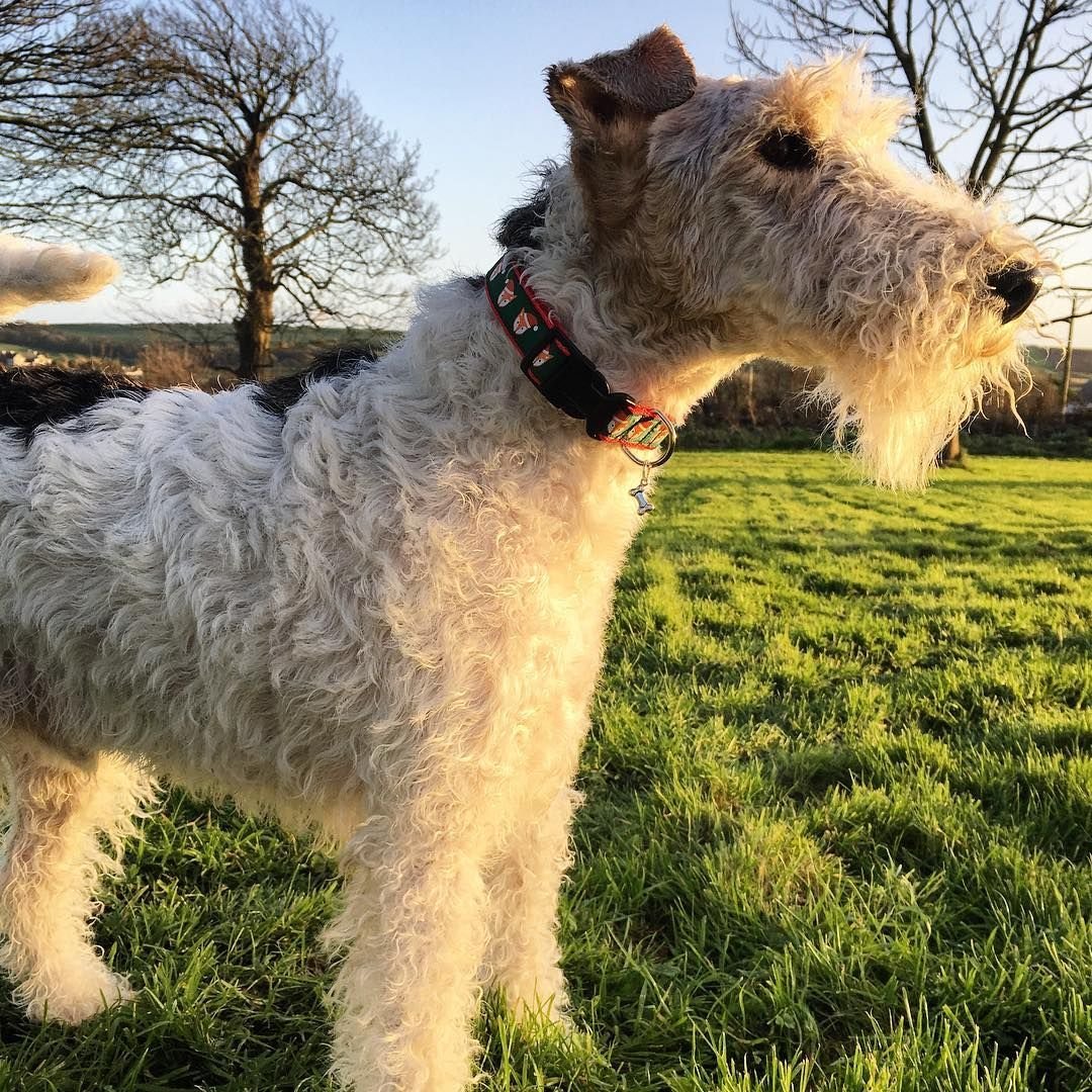 Фокстерьер жесткошерстный нестриженный