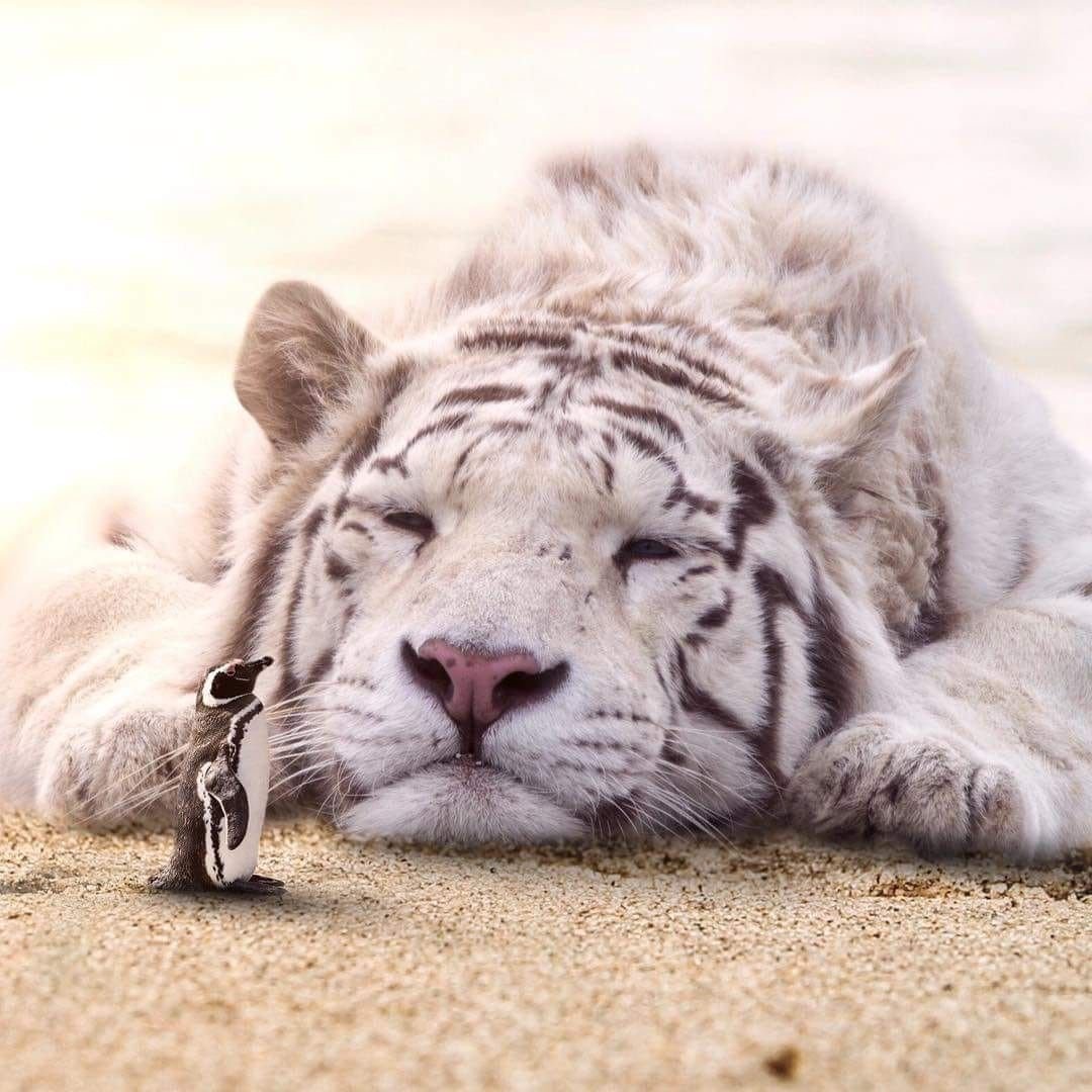 Белый тигр и человек