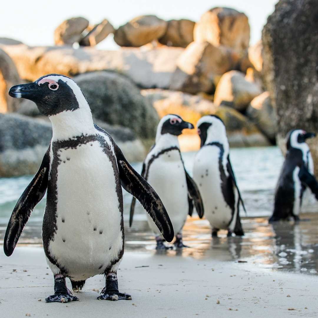 Пляж пингвинов Boulders Beach.