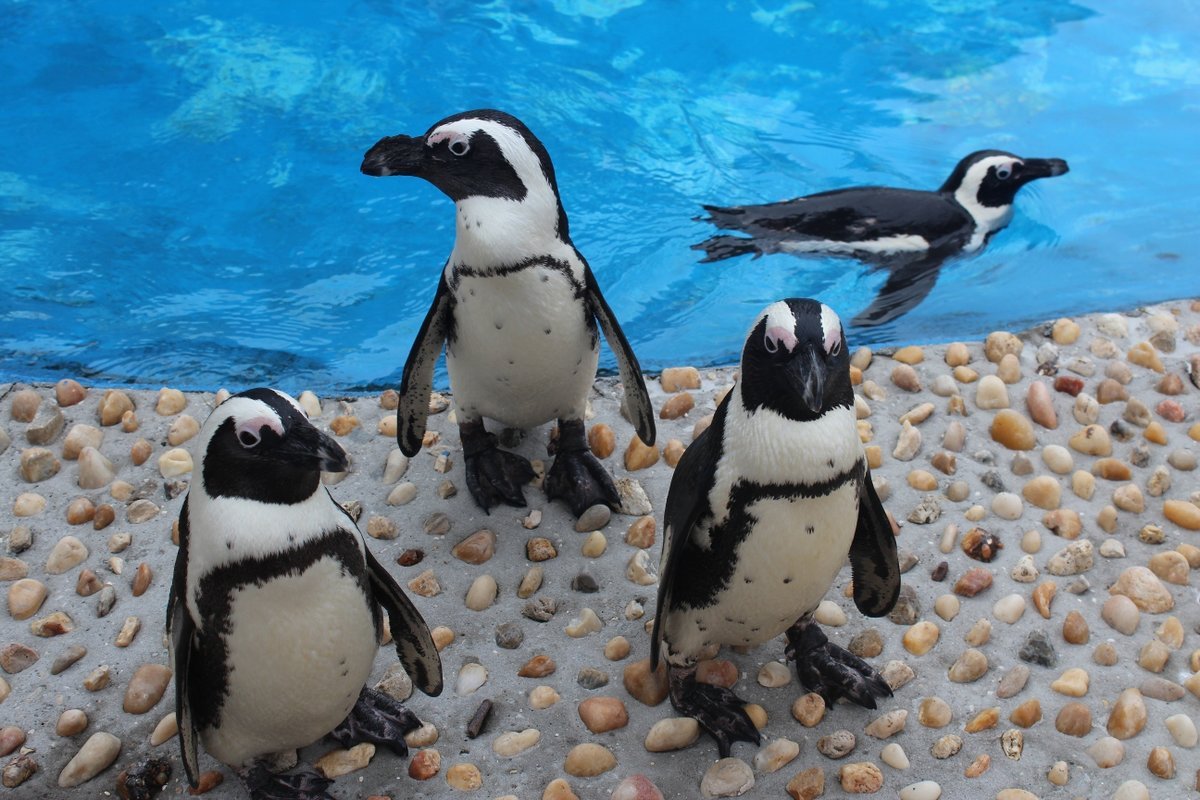 Очковые пингвины ЮАР