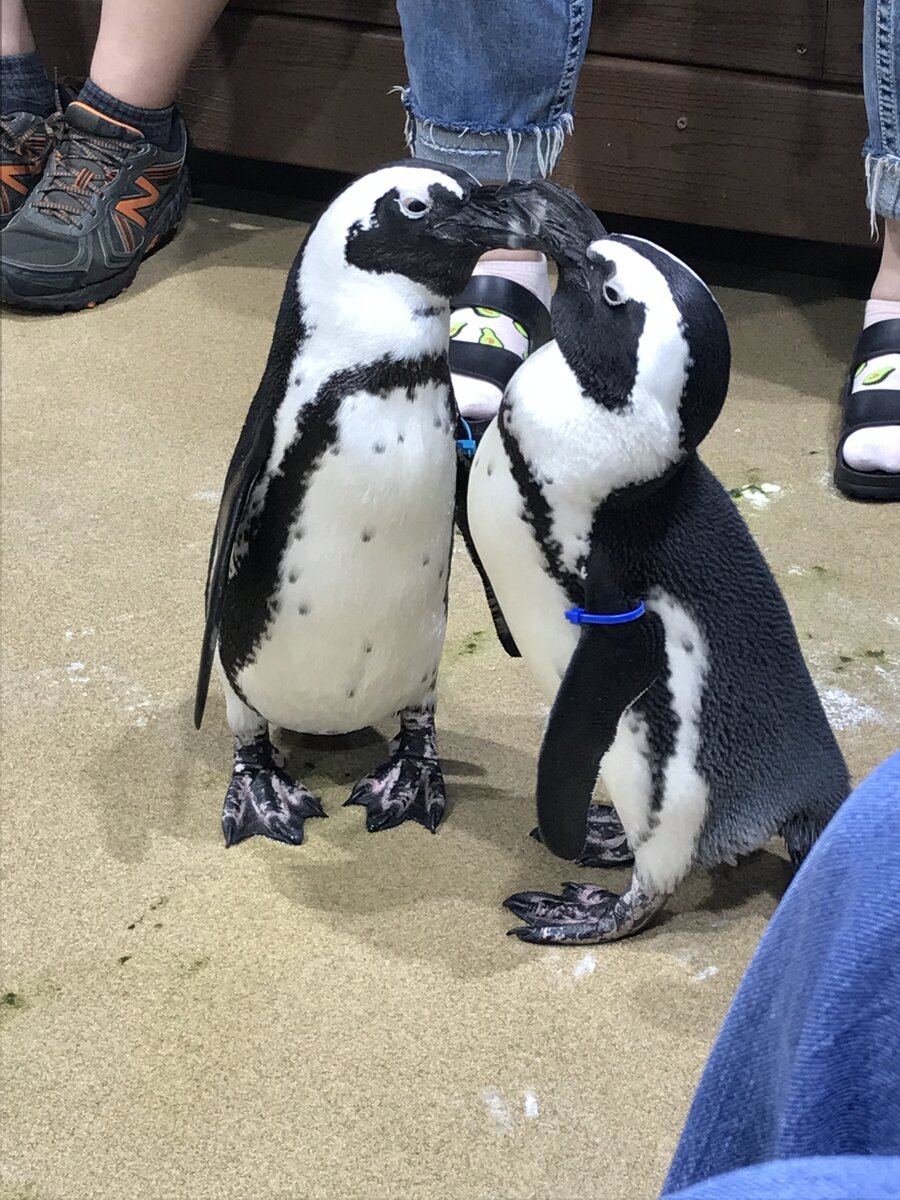 Погладить пингвина