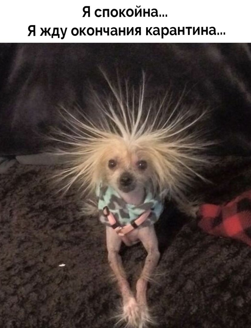 Китайская хохлатая собака лысая