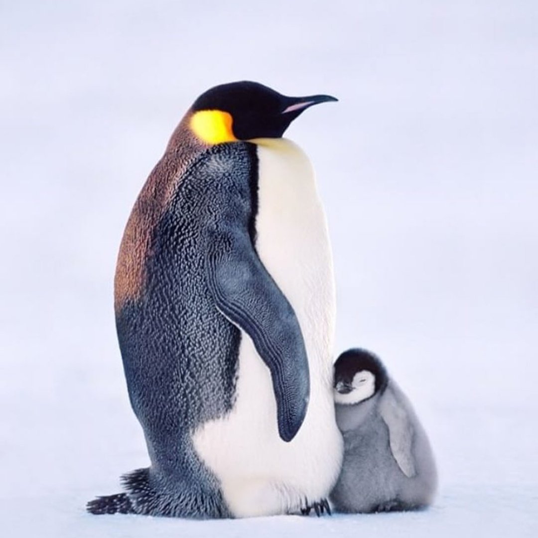 Птенец королевского пингвина