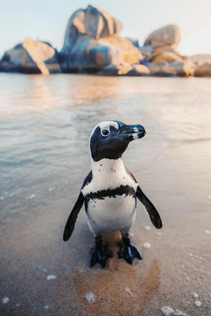 Неуклюжий Пингвин