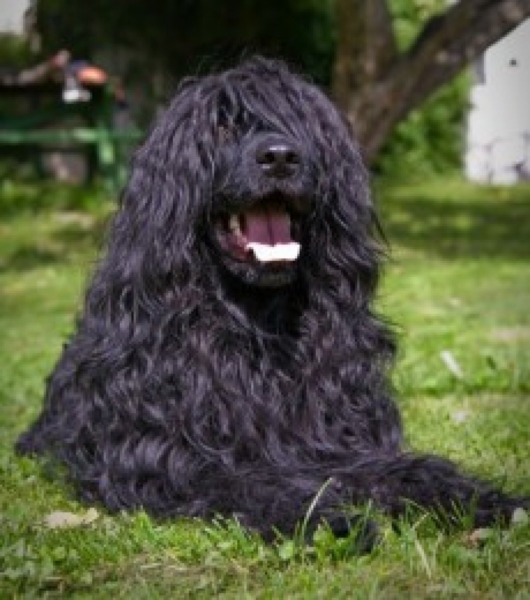Водяной спаниель Барбет