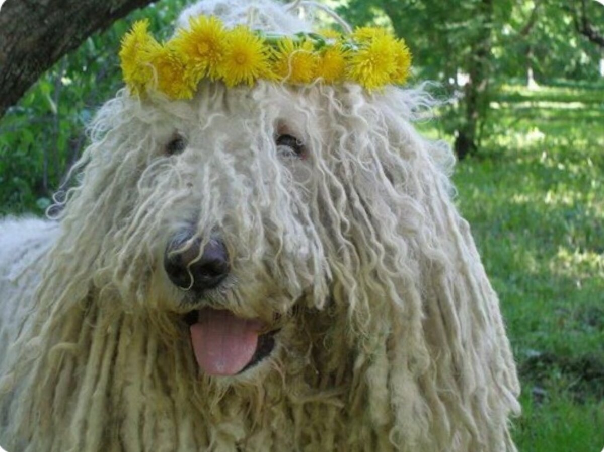 Породы пули (венгерская овчарка)