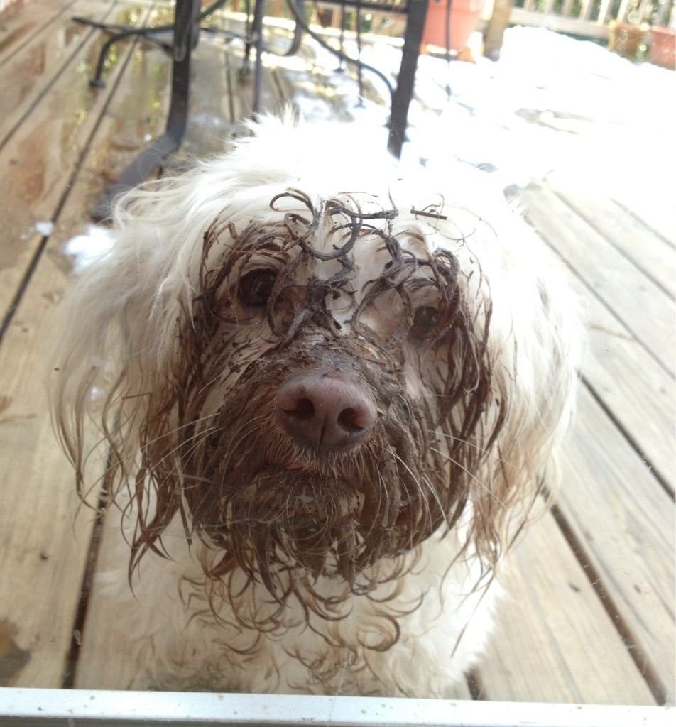 Грязная лохматая собака