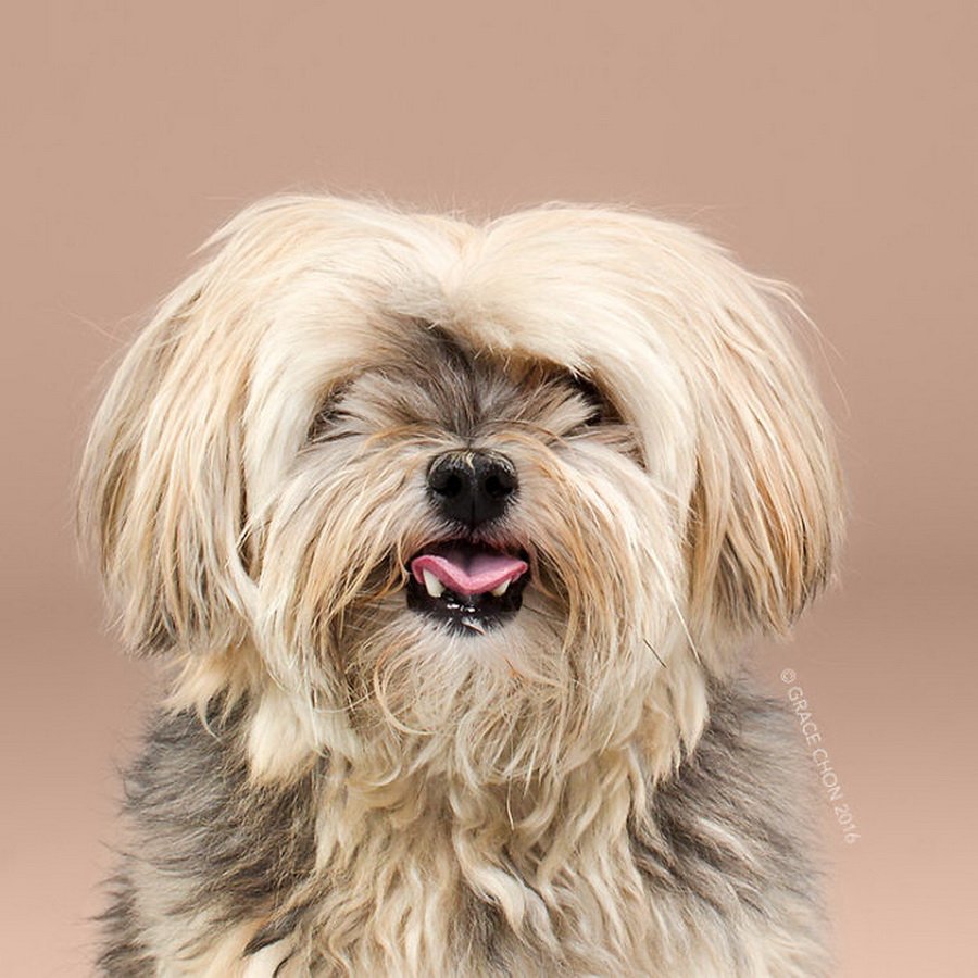 Лохматая собачка