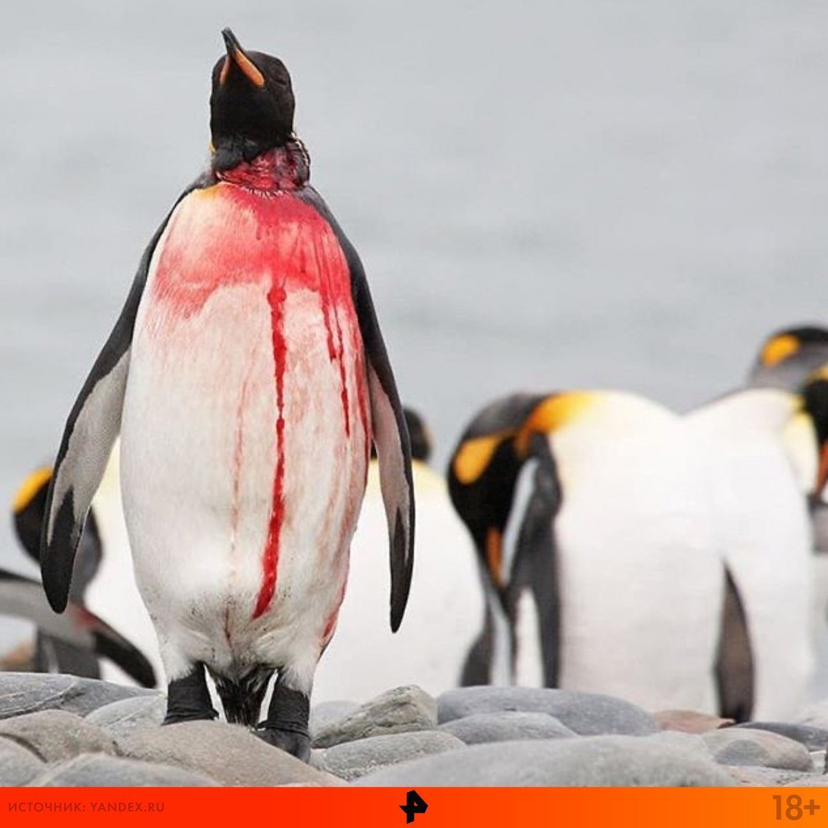 Пингвин Императорский сзади