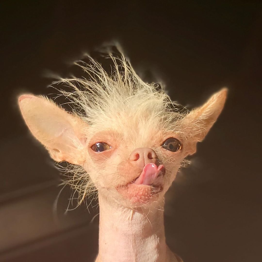 Китайская хохлатая чихуахуа Элвуд