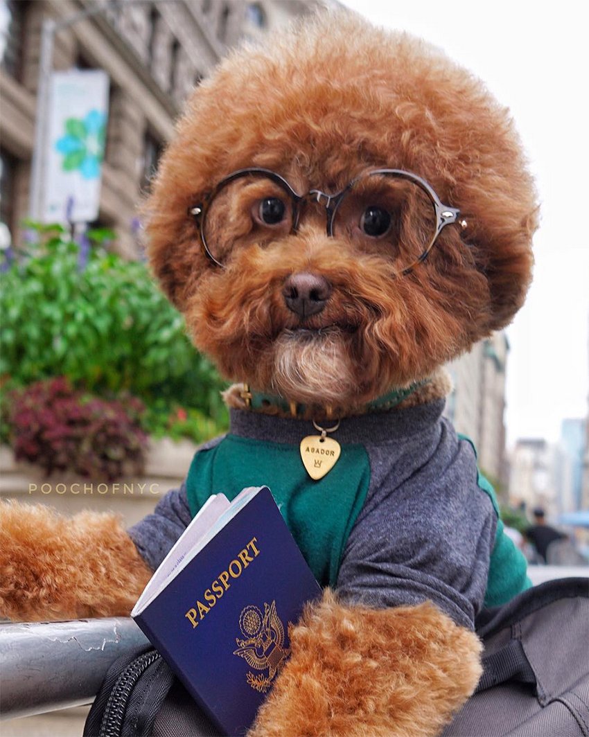 Смешные собаки