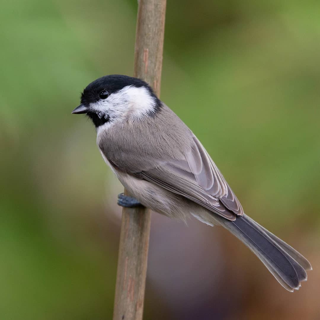 Буроголовая гаичка пухляк