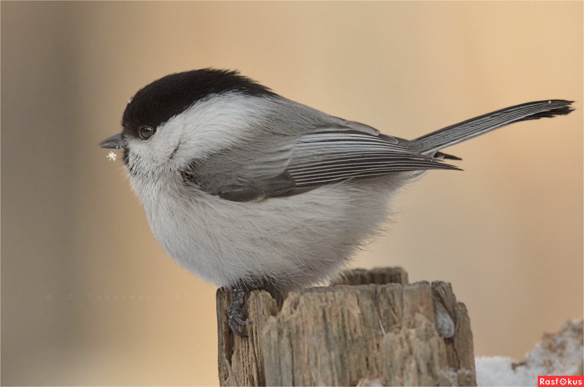 Синица буроголовая гаичка