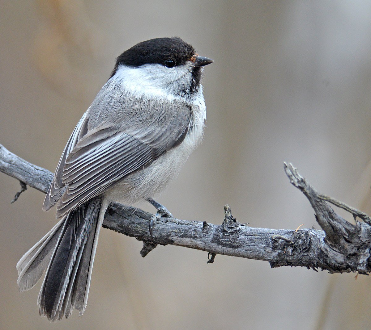 Синица гаичка пухляк