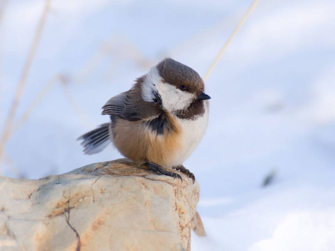 Синица буроголовая Гаечка