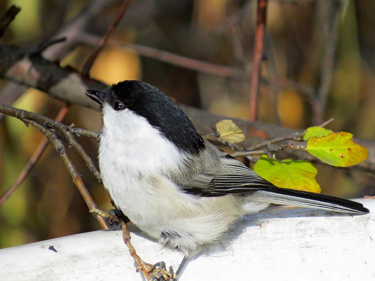 Буроголовая синица