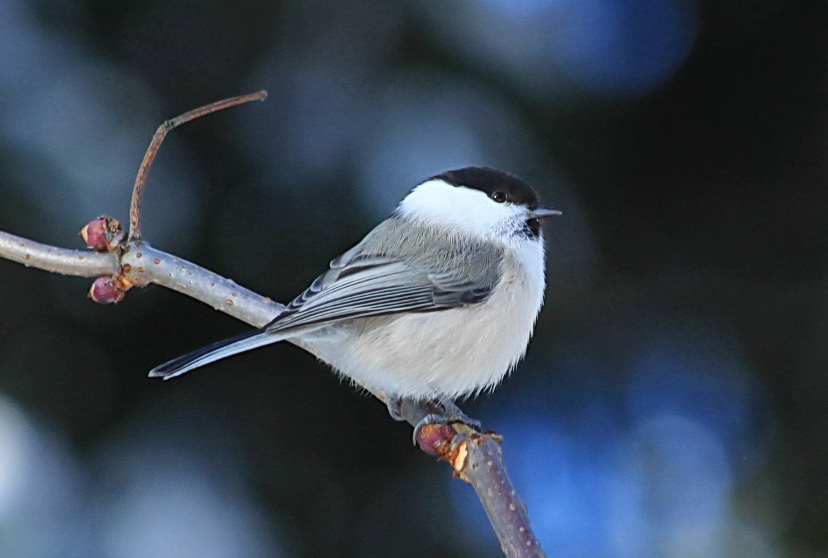 Синица гаичка