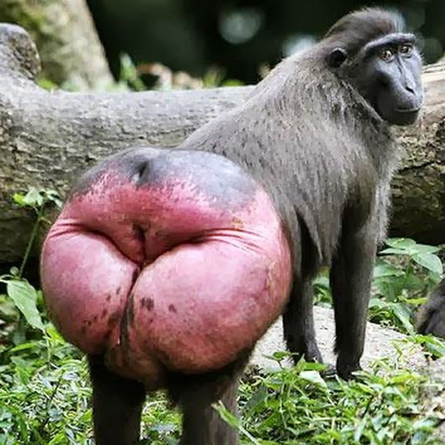 Обезьяны с красными попами