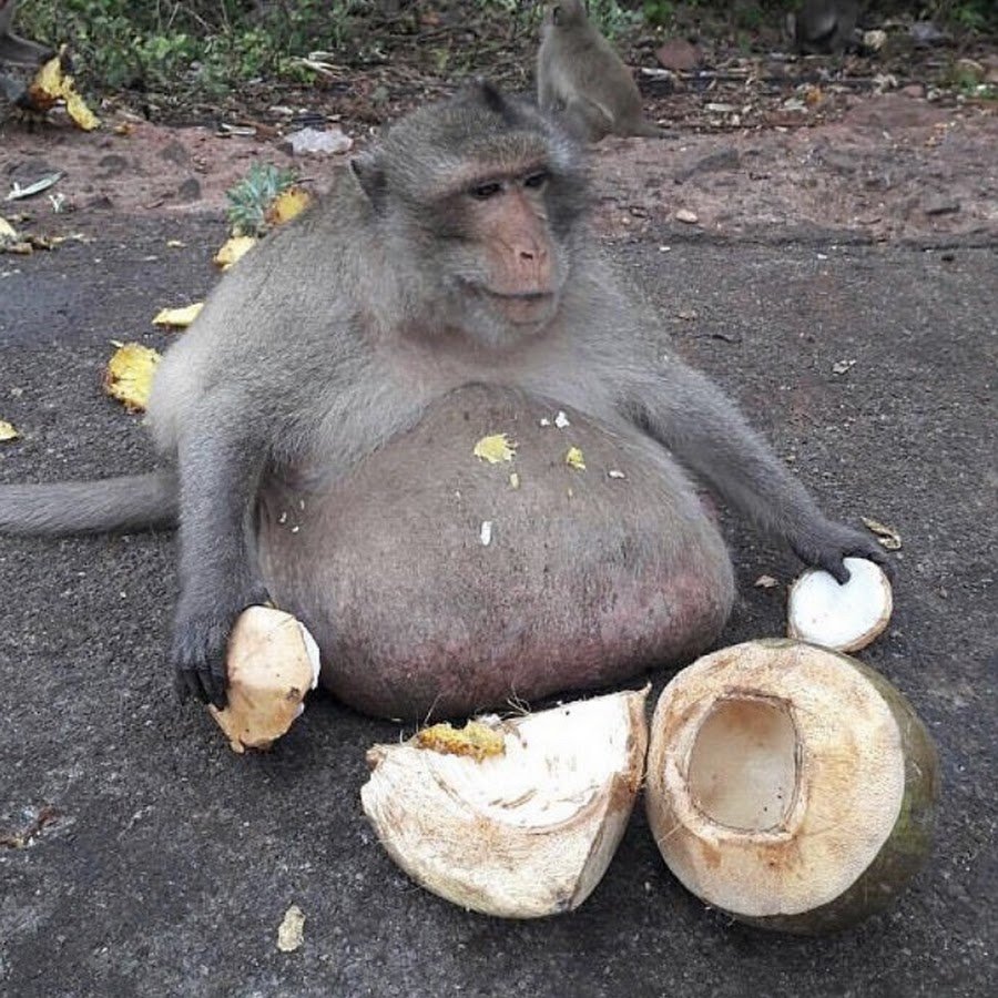 Пузатая обезьяна