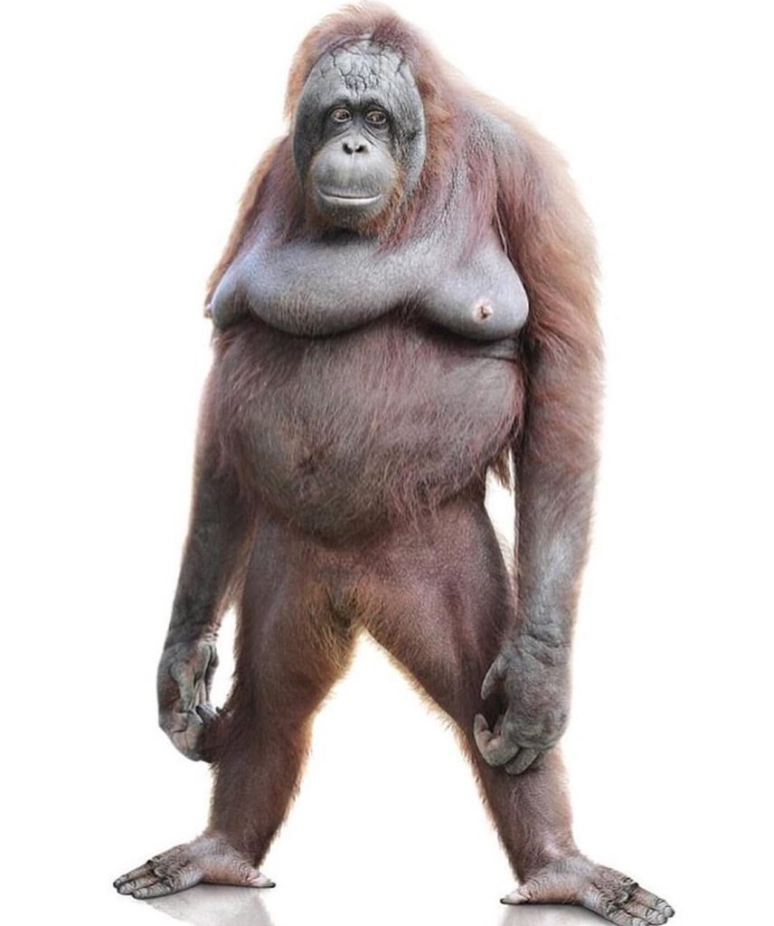 Соски обезьяны