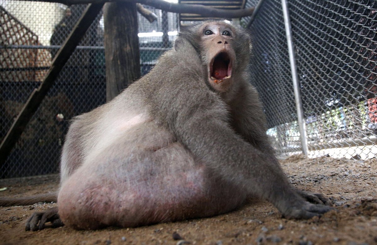 Самая толстая обезьяна в мире