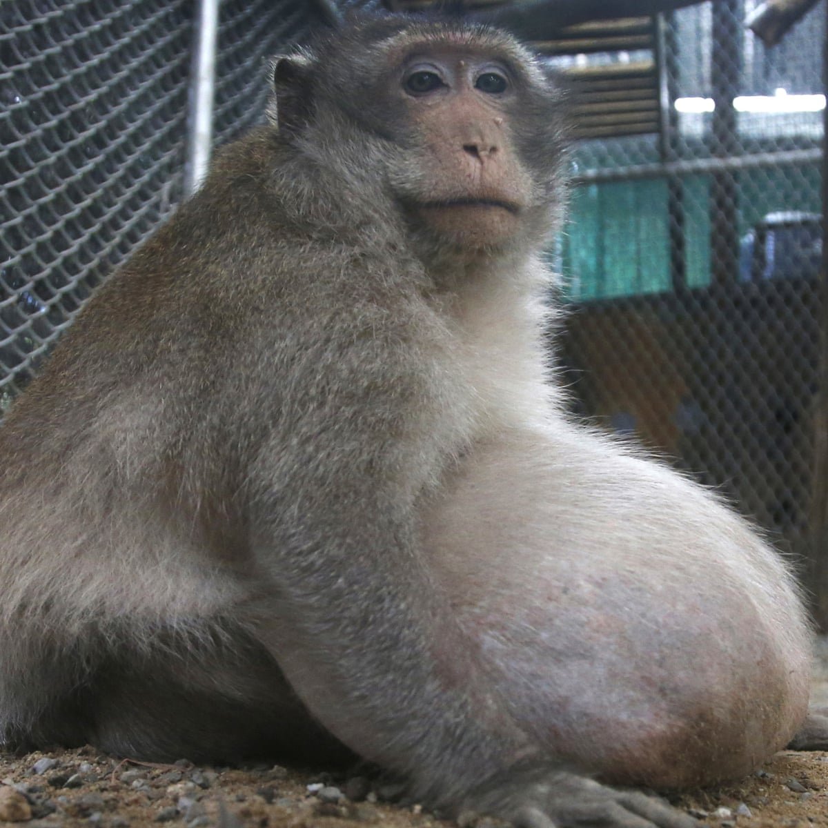 Оригиналы Monke