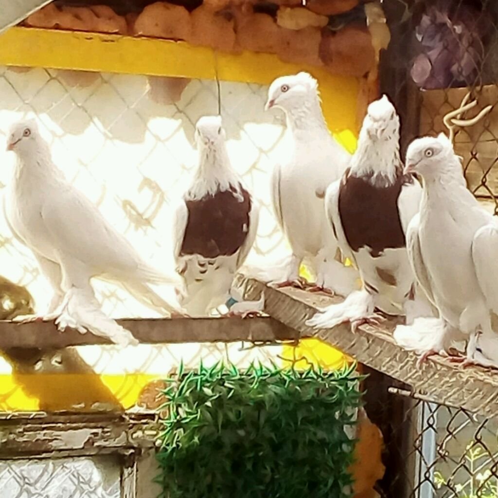 Бойные голуби столбовые андижанцы