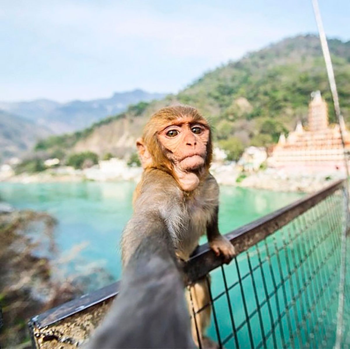 Мартышка селфи