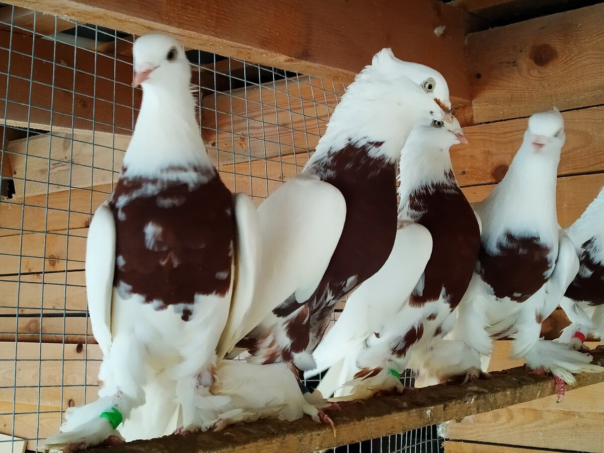 Андижанские голуби Хаккя