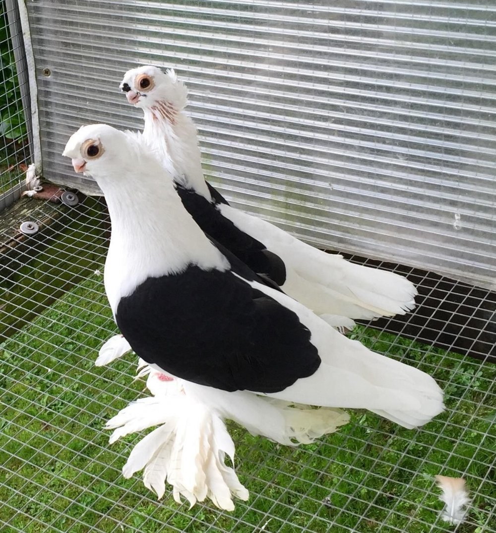 Чёрно-Пегий Турман