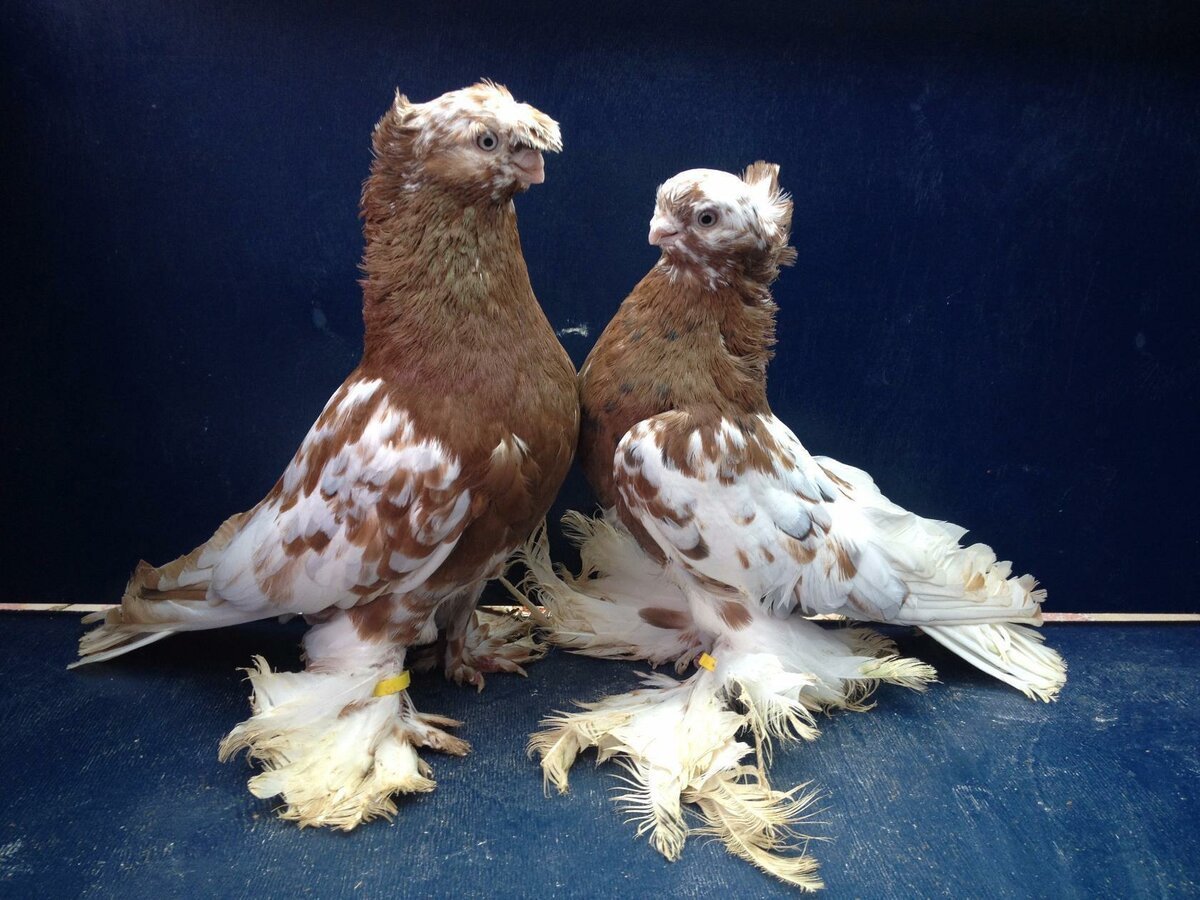 Породные голуби