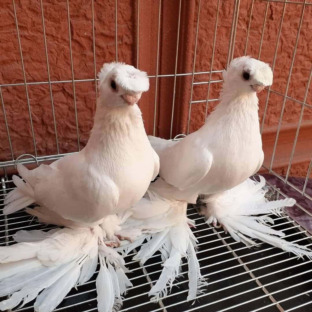 Голуби Узбекистана двухчубые