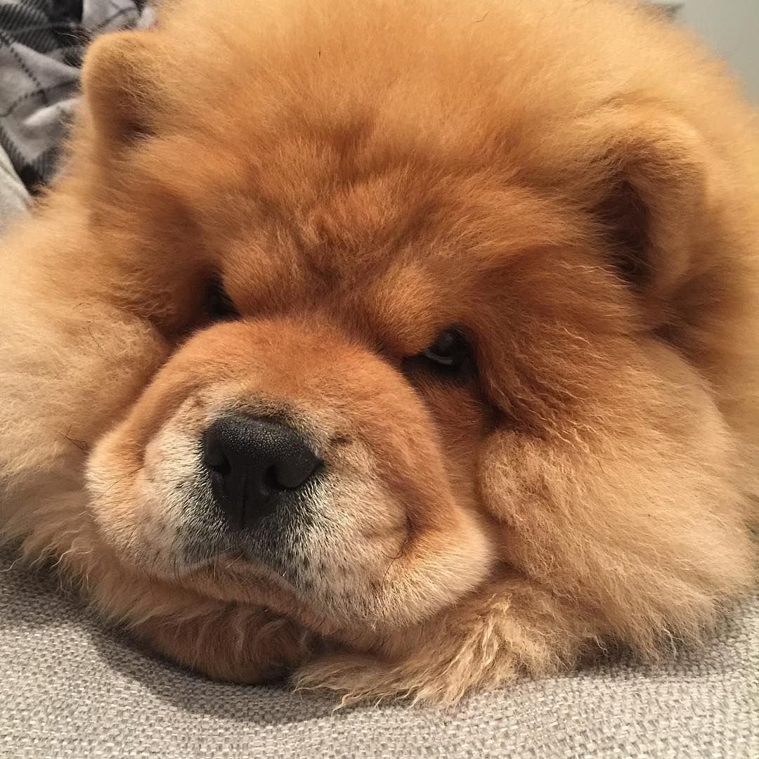 Чау чау пушистый