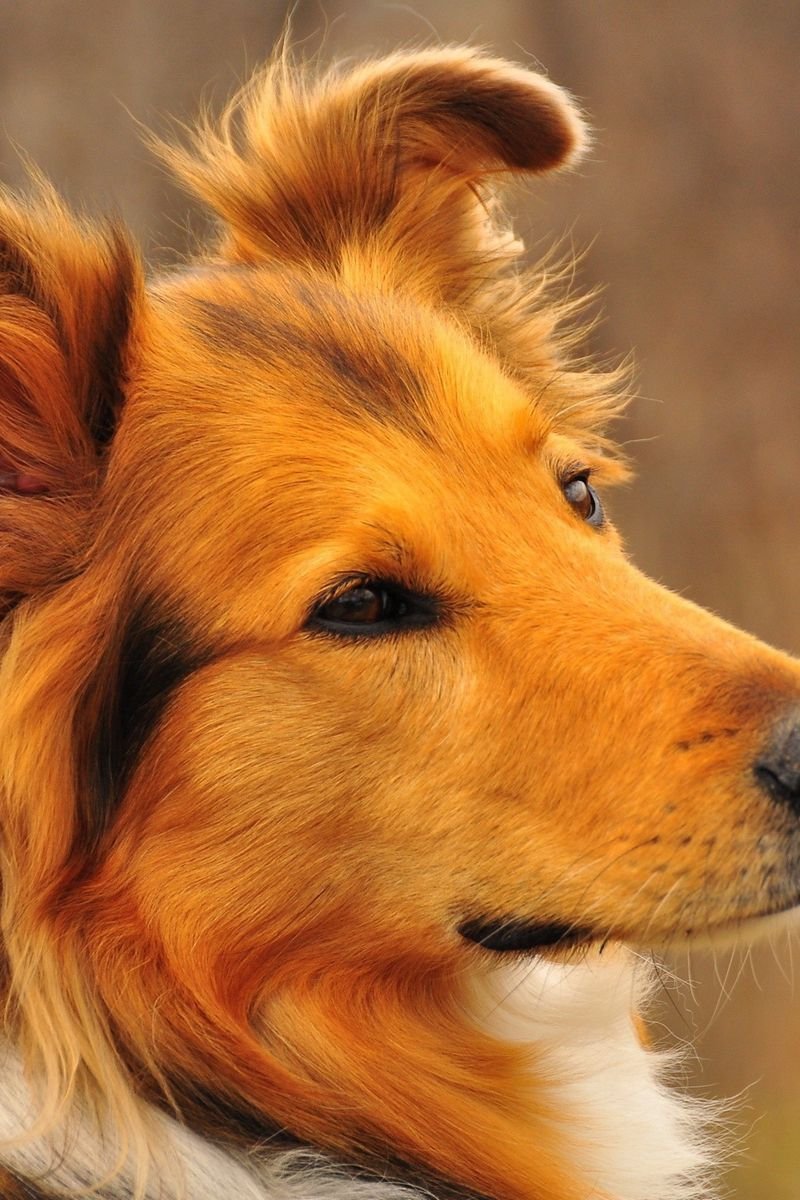 Колли рыжая