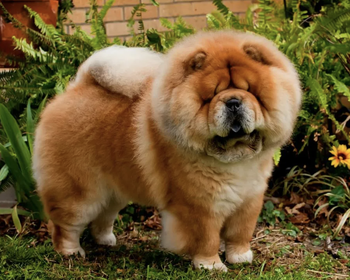 Чау собака чау чау